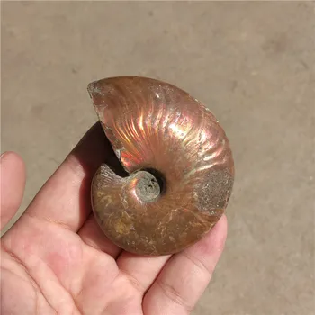 Vaivorykštė!!! Gamtos myli Ammonite iškastinio egzempliorių, Madagaskaras
