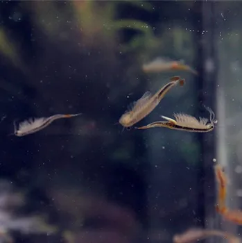 Akvariumas Augintiniai Pasakų Krevečių 10000pcs