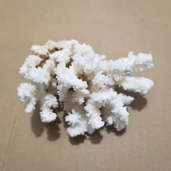 9-13cm Natūralių Koralų Jūros White Coral Tree Balti Koralai Akvariume Kraštovaizdžio Namų Dekoravimo Papuošalai Namų Puošybai